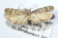 Gelechia turpella