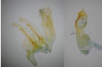 Gelechia turpella