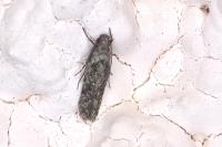 Carpatolechia decorella