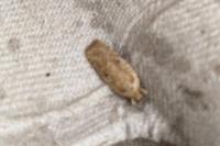 Agonopterix arenella