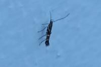 Cosmopterix pulchrimella