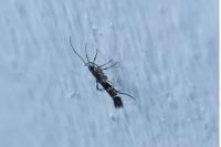 Cosmopterix pulchrimella