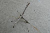 Emmelina monodactyla