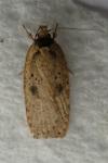 Agonopterix scopariella