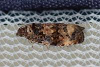 Endothenia gr. gentianaeana