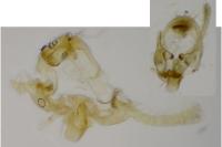 Endothenia gr. gentianaeana