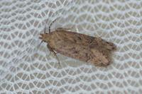 Bryotropha terrella