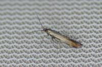 Coleophora alcyonipennella