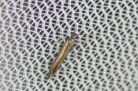 Coleophora alcyonipennella