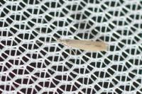 Coleophora caespititiella