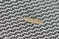 Coleophora glaucicolella