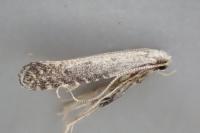 Parornix fagivora