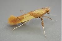Caloptilia robustella
