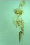 Caloptilia robustella