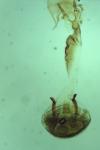 Caloptilia robustella