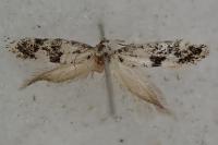 Infurcitinea atrifasciella