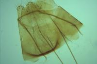 Infurcitinea atrifasciella