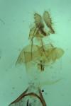 Rhopobota naevana
