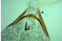 Rhopobota naevana