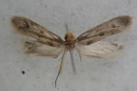 Tinea pellionella
