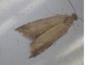 Strophedra weirana