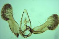 Strophedra weirana