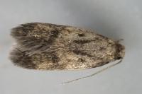 Borkhausenia fuscescens
