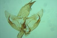 Borkhausenia fuscescens