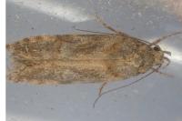 Teleiopsis diffinis