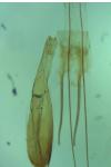 Teleiopsis diffinis
