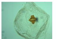 Teleiopsis diffinis