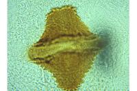 Teleiopsis diffinis