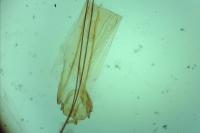 Gelechia sororculella