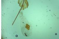 Gelechia sororculella