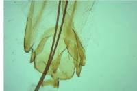 Gelechia sororculella