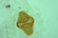 Gelechia sororculella