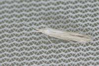 Coleophora pennella