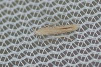 Coleophora sternipennella