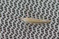 Coleophora albicosta