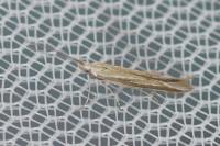 Coleophora albicosta