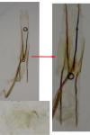 Coleophora albicosta