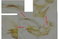Coleophora glaucicolella