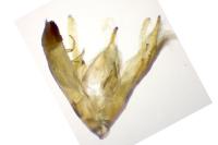 Emmelina monodactyla