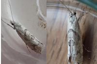 Ypsolopha asperella