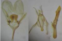 Ypsolopha asperella