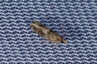 Crocidosema plebejana