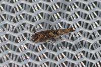 Coccidiphila