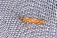 Calybites phasianipennella