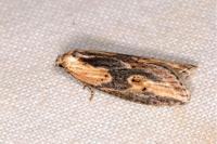 Doloploca punctulana