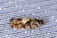 Pammene argyrana